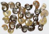 Lot: KG Madagascar Polished Ammonites (-) - Pieces #79349-1